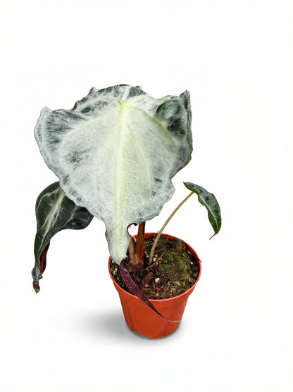 אלוקסיה ונום | בינוני מבצע-3-nan.png.png