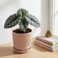 כד פסים שמנת קוטר 13 + תחתית