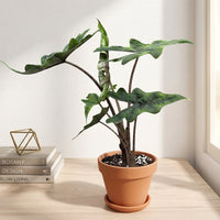 כד טרקוטה חום קוטר 15 + תחתית