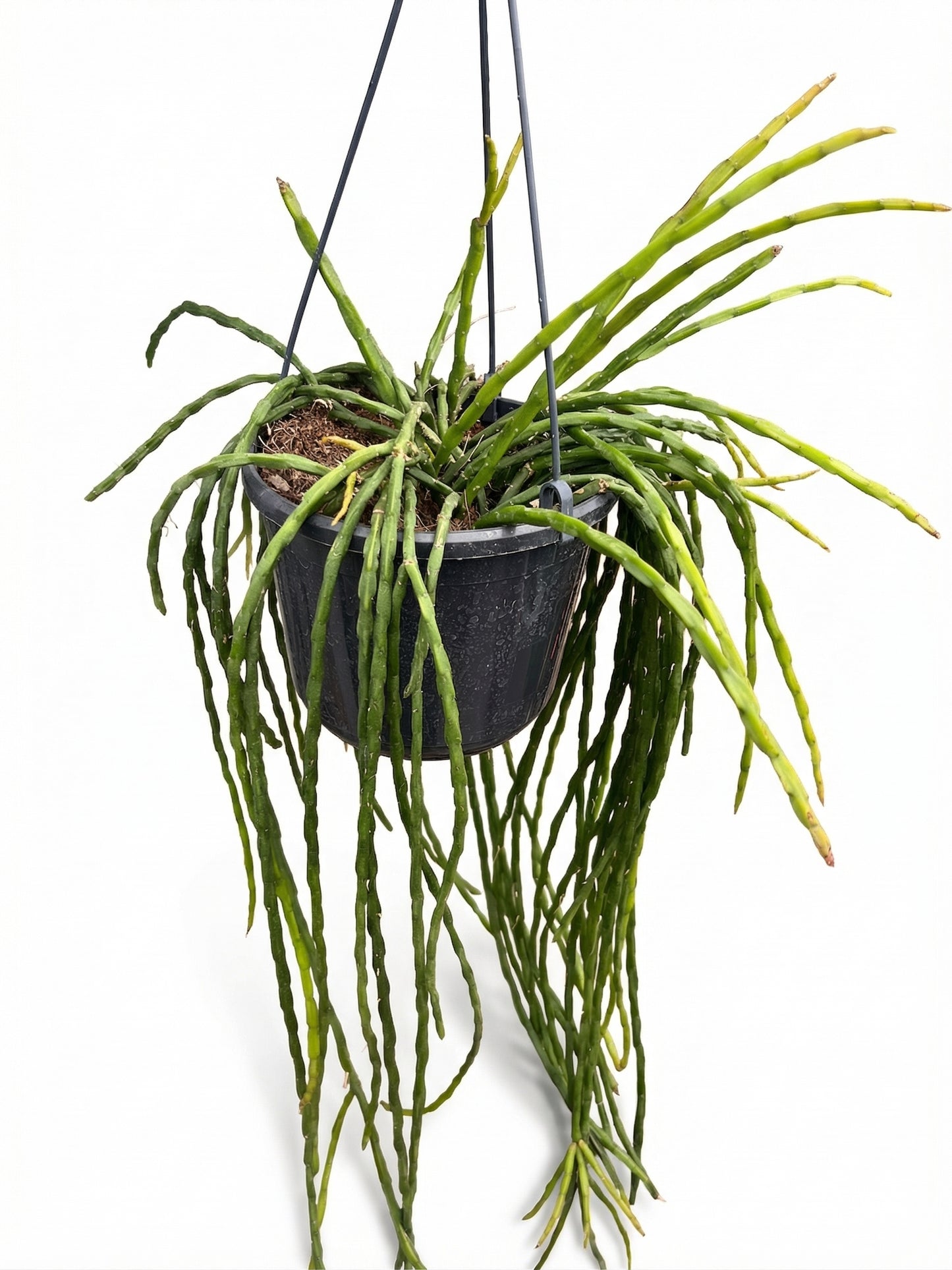 ריפסליס פרדוקסה מינור | בינוני-1-nan.png.png