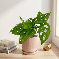 כד פסים שמנת קוטר 13 + תחתית