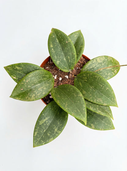 הויה ויברגיאה | בינוני-2-nan.png.png