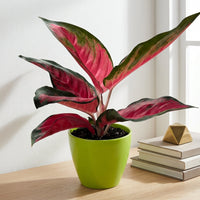 כד קרמיקה חלק ירוק קוטר 13