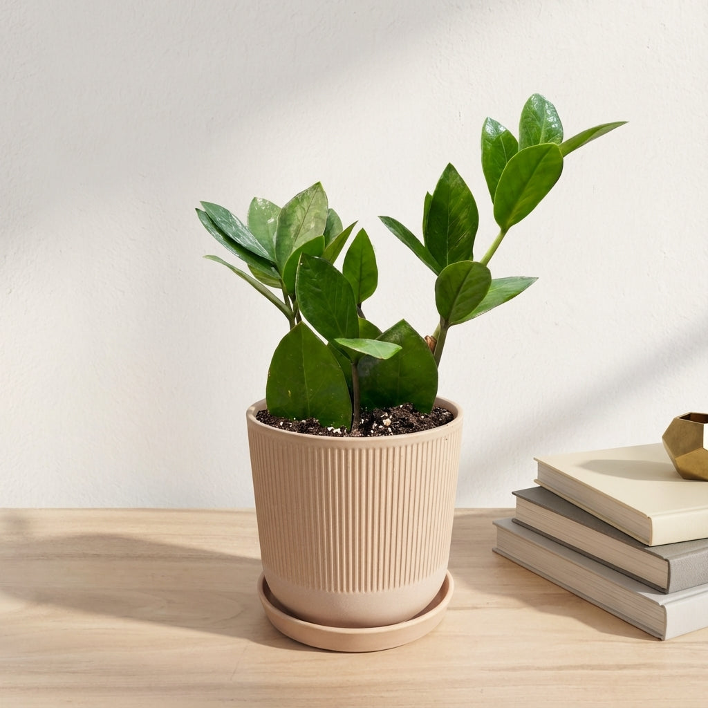 זמיה קוקוס עציץ 12