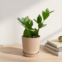 כד פסים שמנת קוטר 13 + תחתית