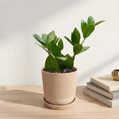 זמיה קוקוס עציץ 12