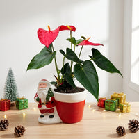 עציץ קרמיקה סנטה קלאוס | קוטר 10