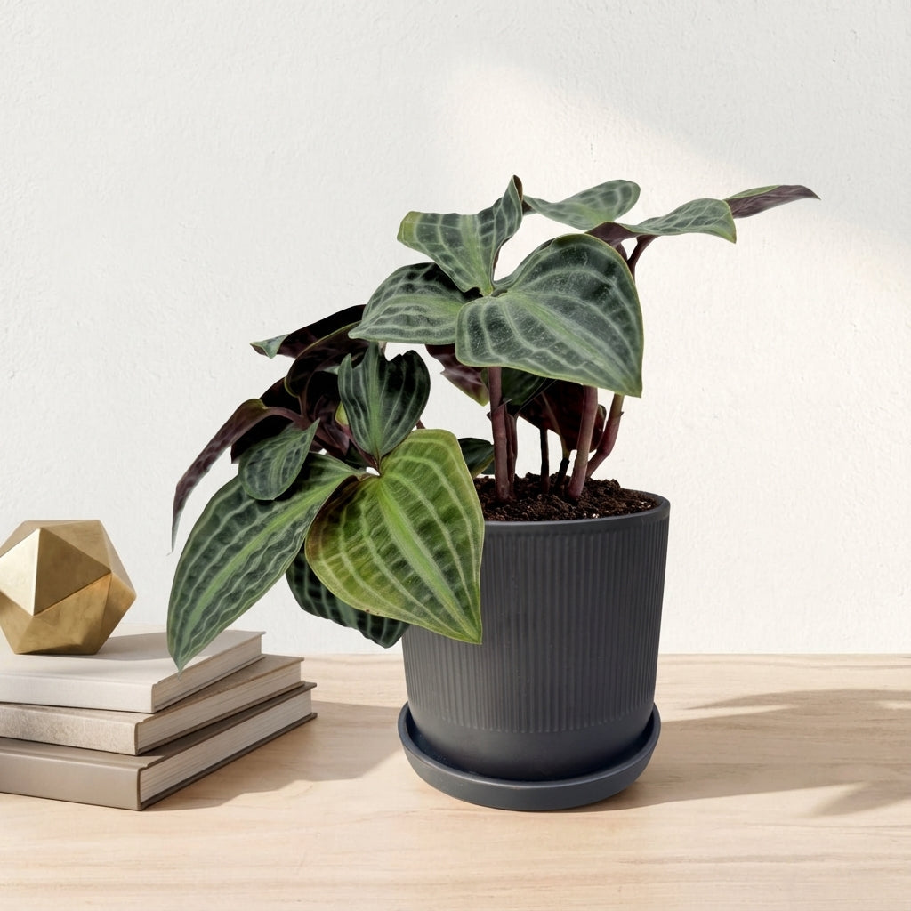 פפרומיה פואפיגיאיי | בינוני