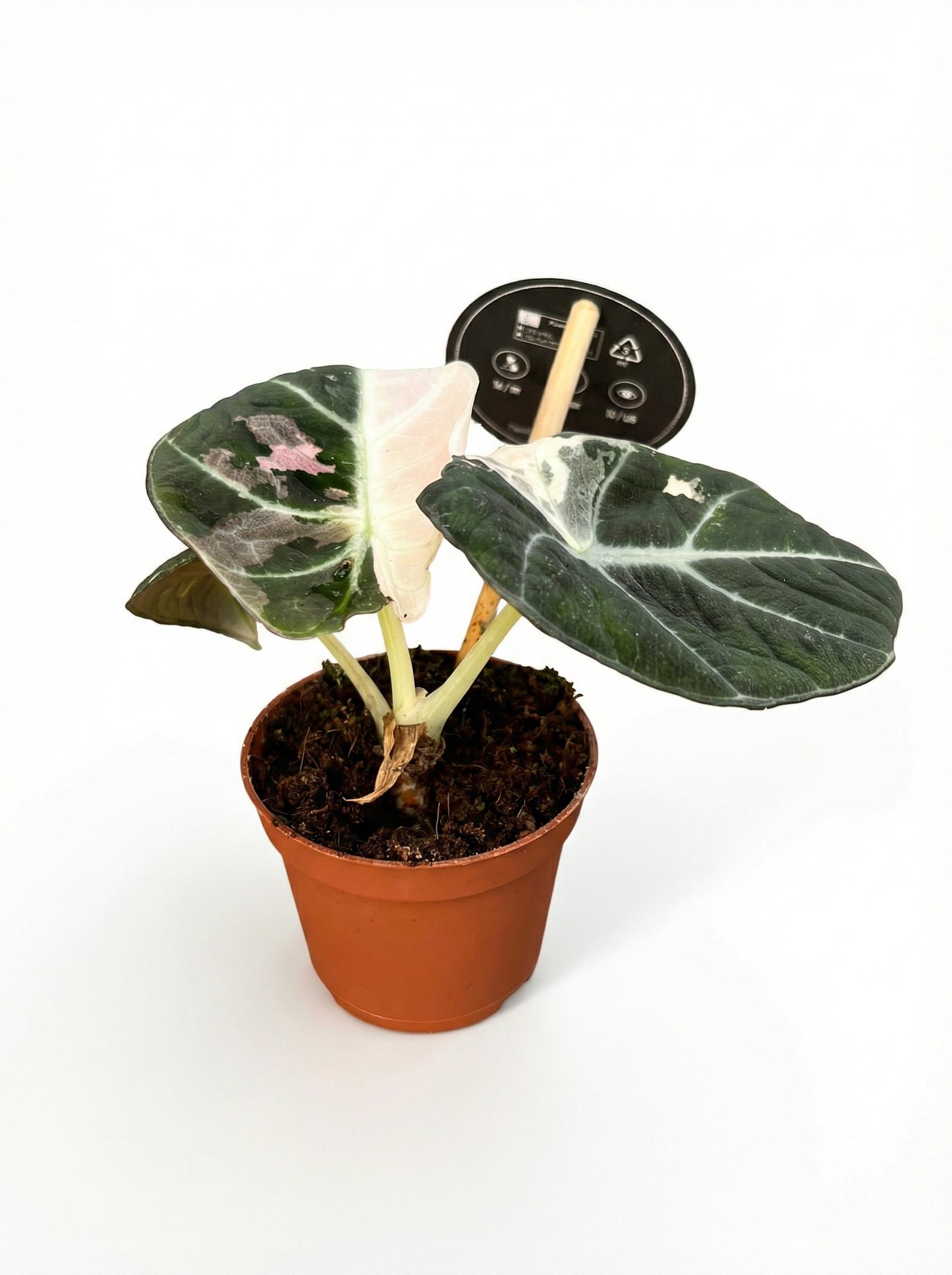 אלוקסיה בלאק וולווט פינק | בייבי-1-nan.png.png