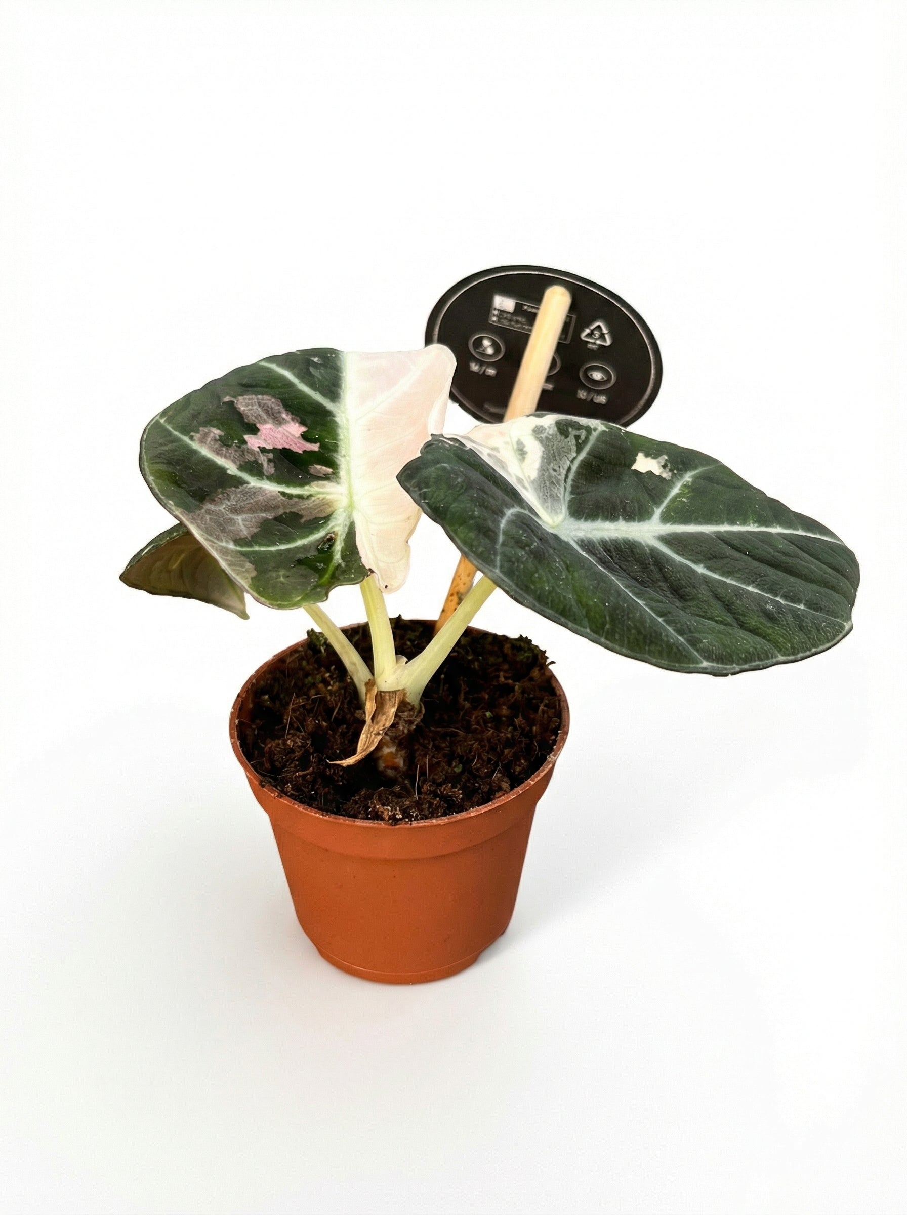 אלוקסיה בלאק וולווט פינק | בייבי-1-nan.png.png