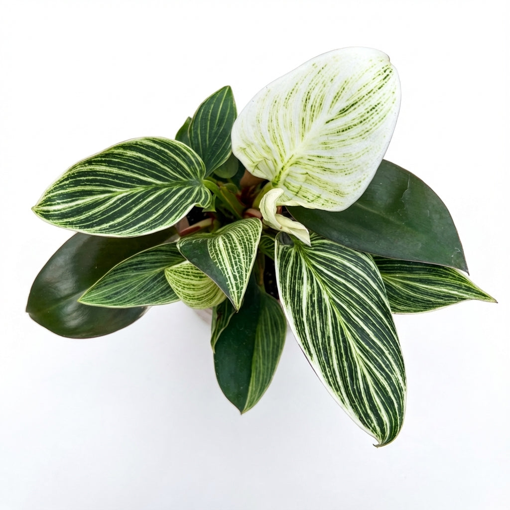 2-פילונדנדרון בירקין פרימיום-nano.png.png