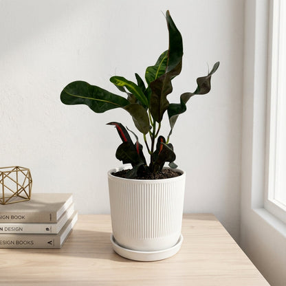 קרוטון מסולסל