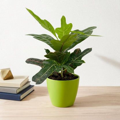 קרוטון אקסלנט