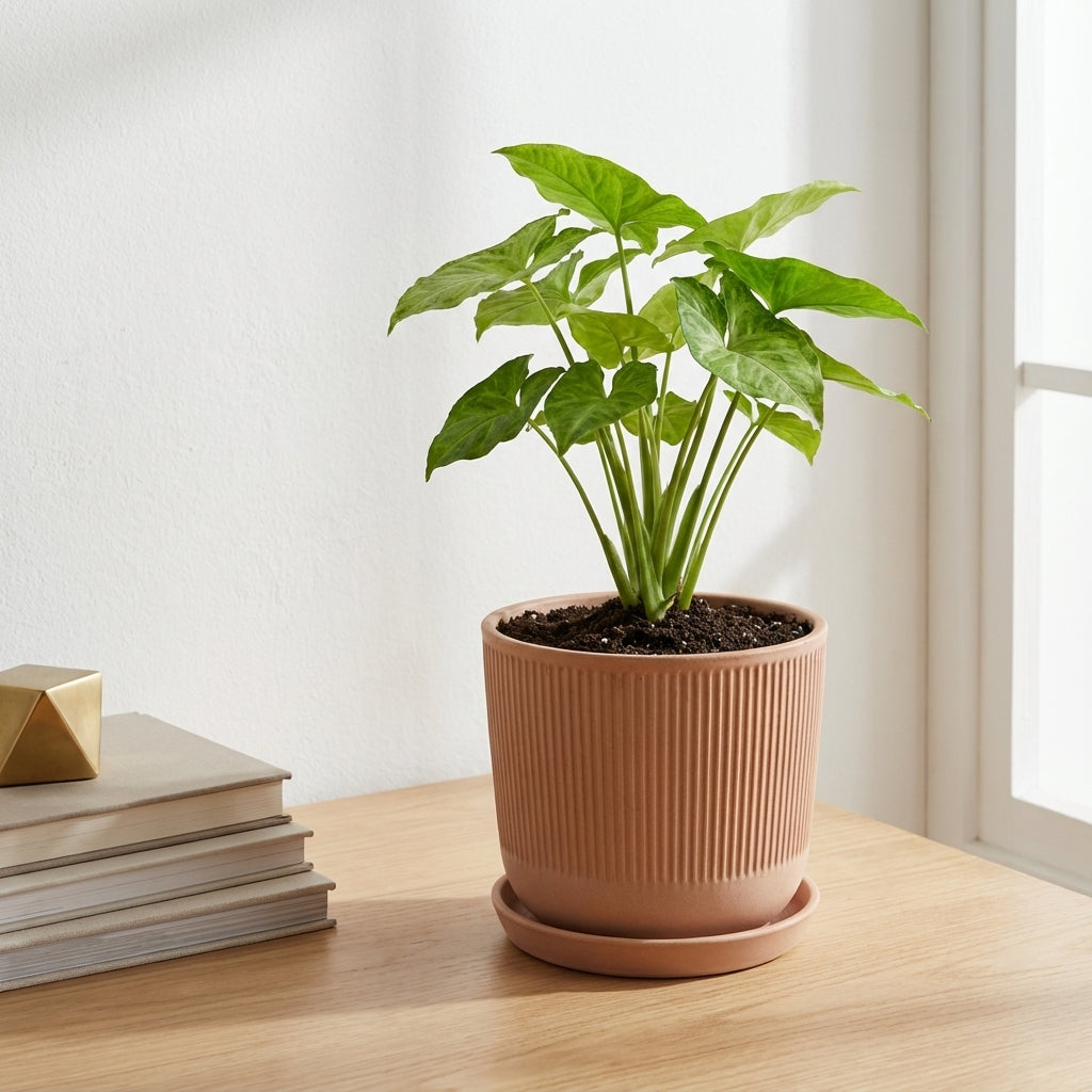 סינגוניום גולדן