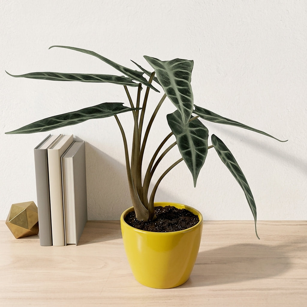 אלוקסיה במבינו