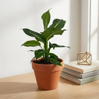 כד טרקוטה חום קוטר 15 + תחתית