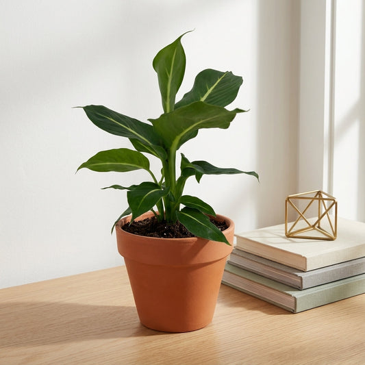 דיפנבכיה קונפקטה