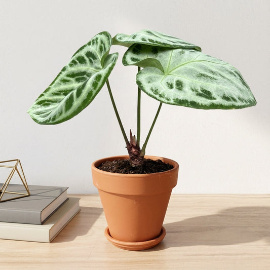 אנטוריום סופר סילבר קוטר 12