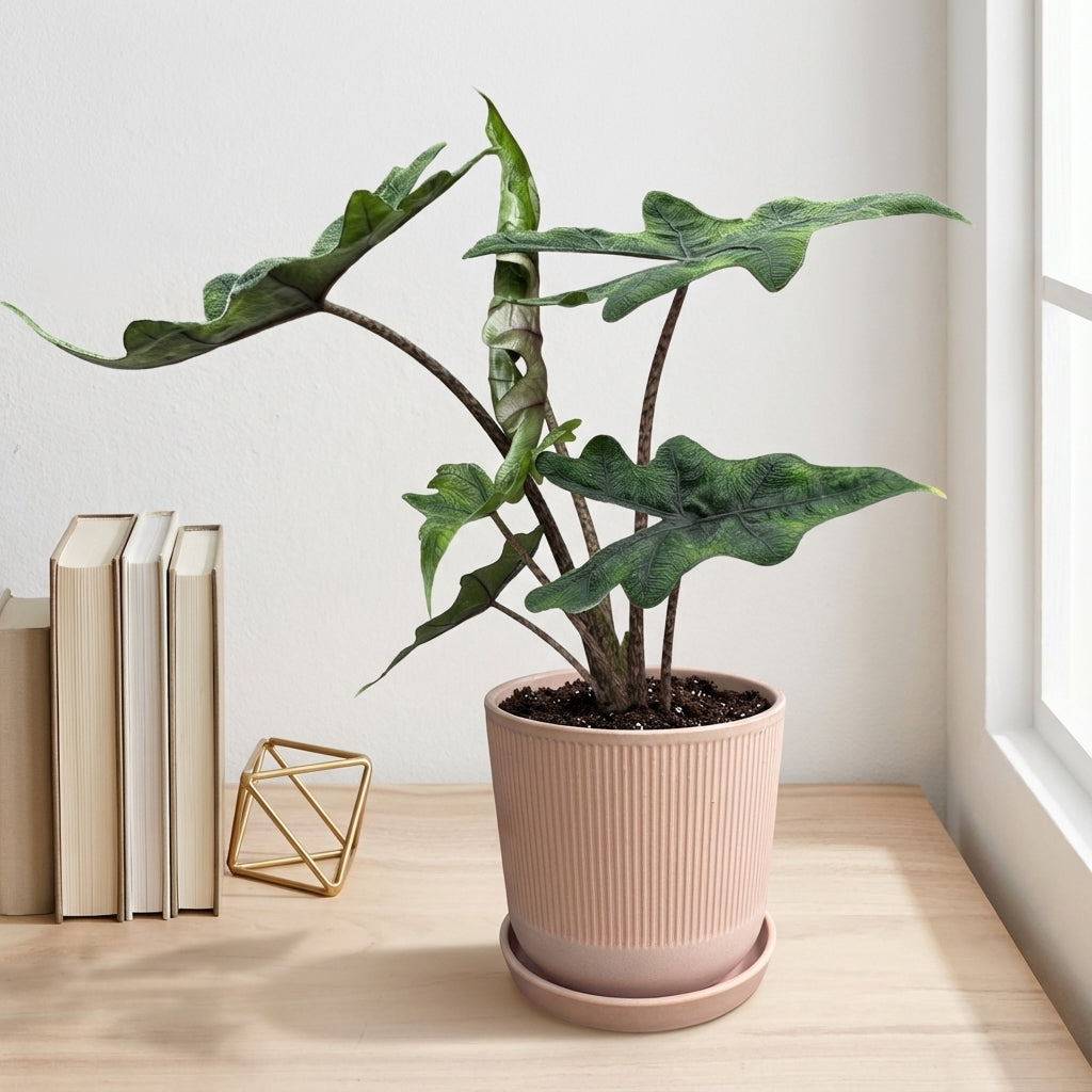 אלוקסיה גקלין קוטר 12