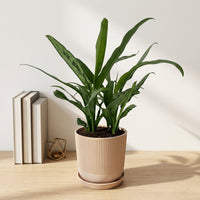 כד פסים שמנת קוטר 13 + תחתית