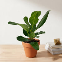 כד טרקוטה חום קוטר 15 + תחתית