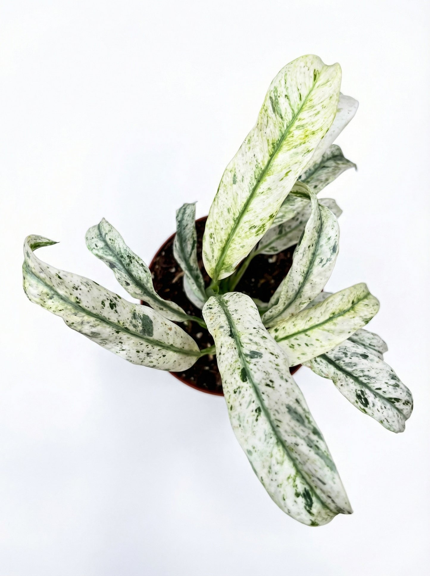 אפיפרמנום גיגאנטום-2-nan.png.png