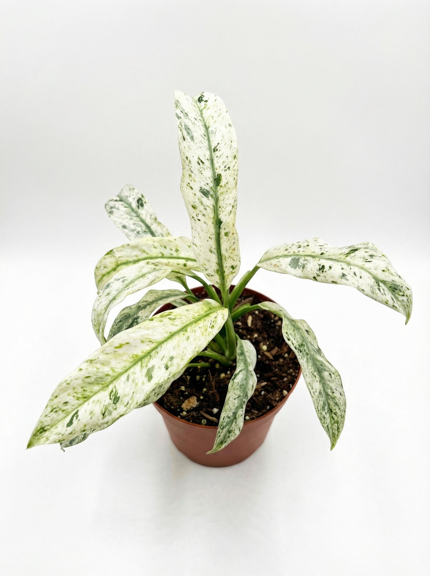 אפיפרמנום גיגאנטום-3-nan.png.png