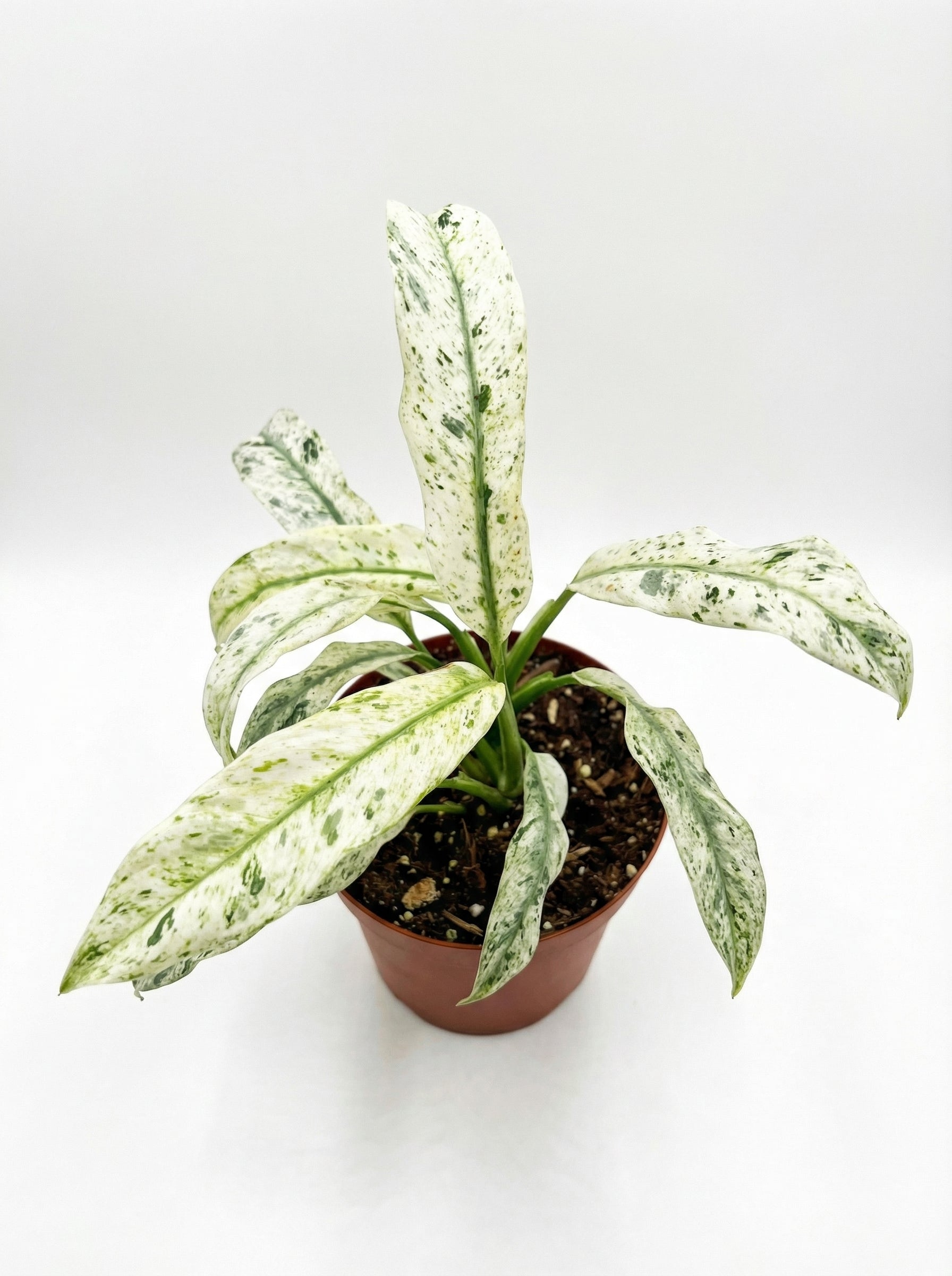 אפיפרמנום גיגאנטום-3-nan.png.png