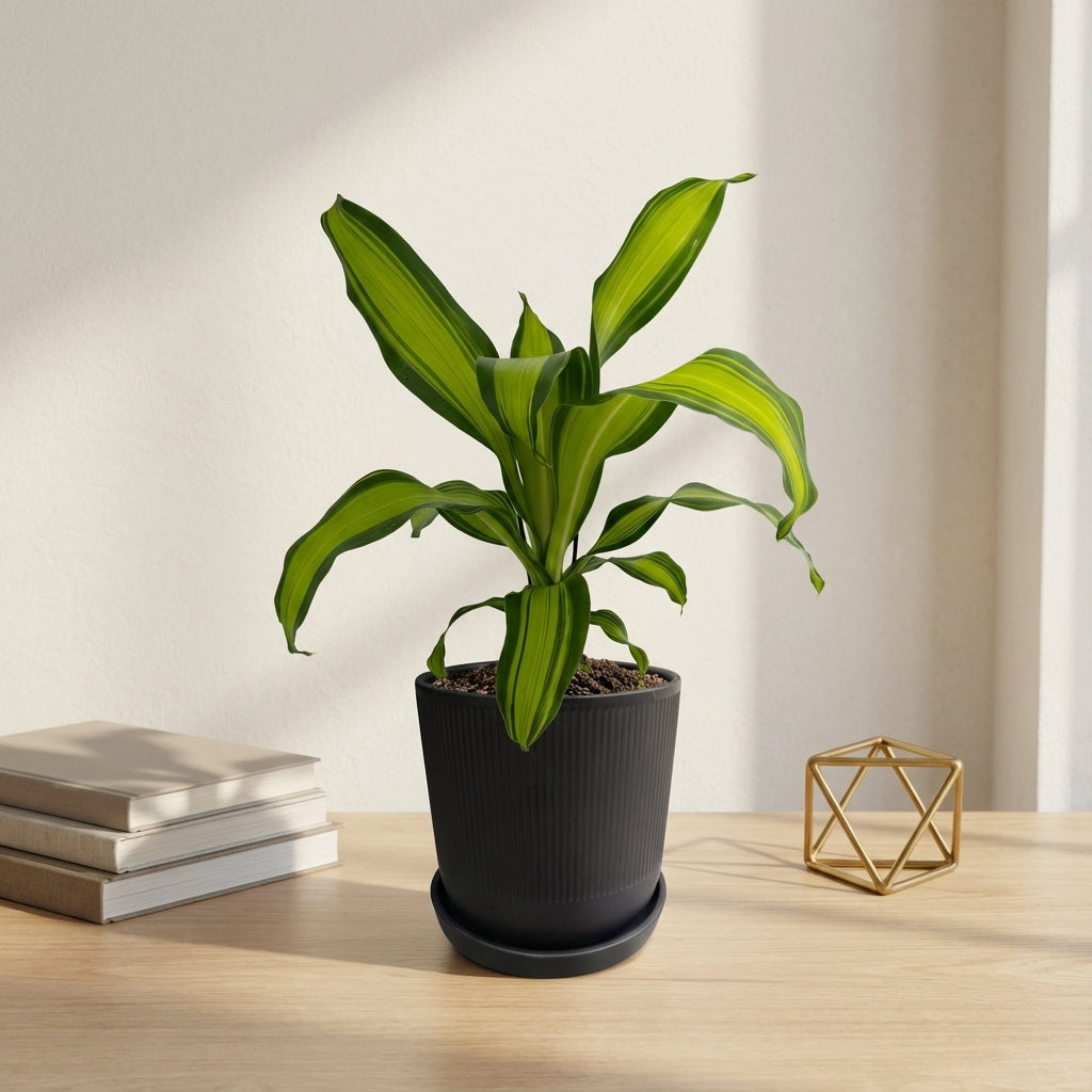 דרצנה מסינגה