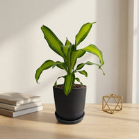 כד פסים שחור קוטר 13 + תחתית