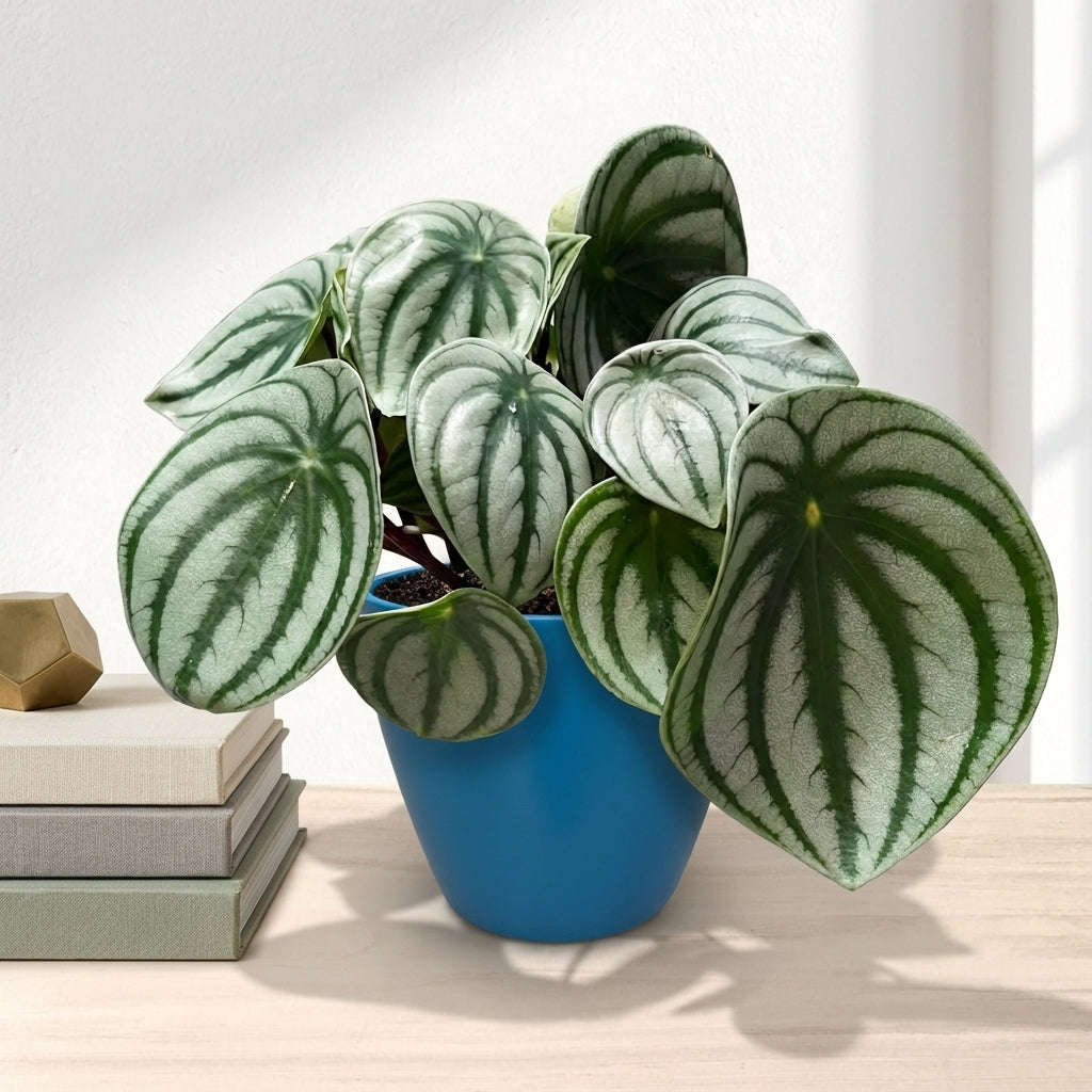 פליאה פפרומיה אבטיח