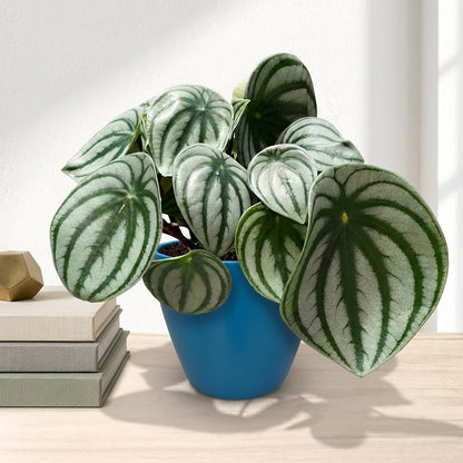 פליאה פפרומיה אבטיח