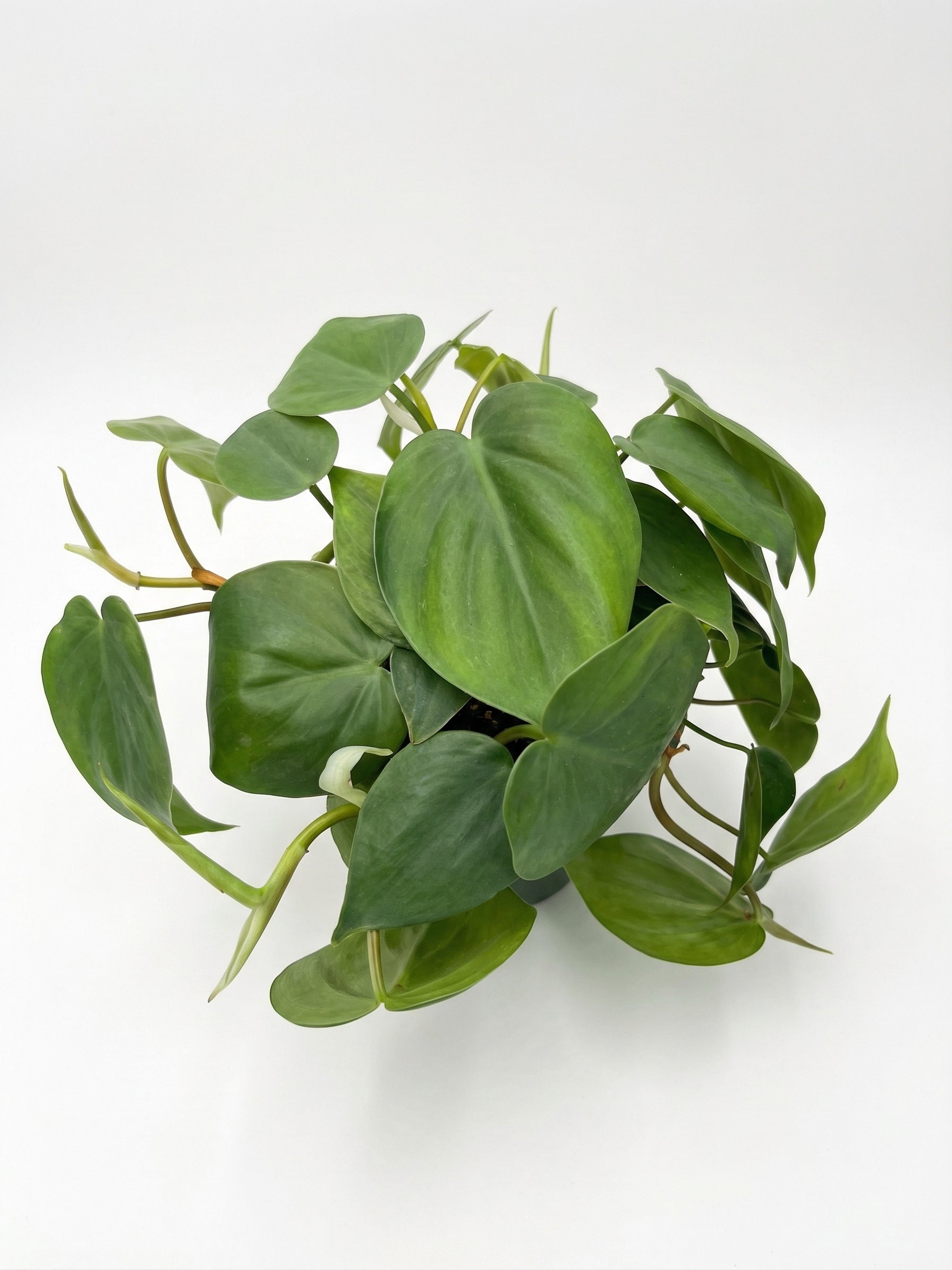 סקנדנס | בינוני-3-nan.png.png