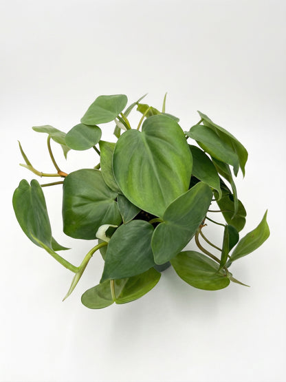 סקנדנס | בינוני-3-nan.png.png