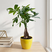 כד קרמיקה חלק צהוב קוטר 13