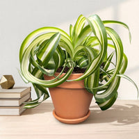 כד טרקוטה חום קוטר 15 + תחתית