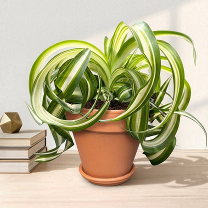 ירקה עציץ 12