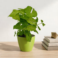 כד קרמיקה חלק ירוק קוטר 13