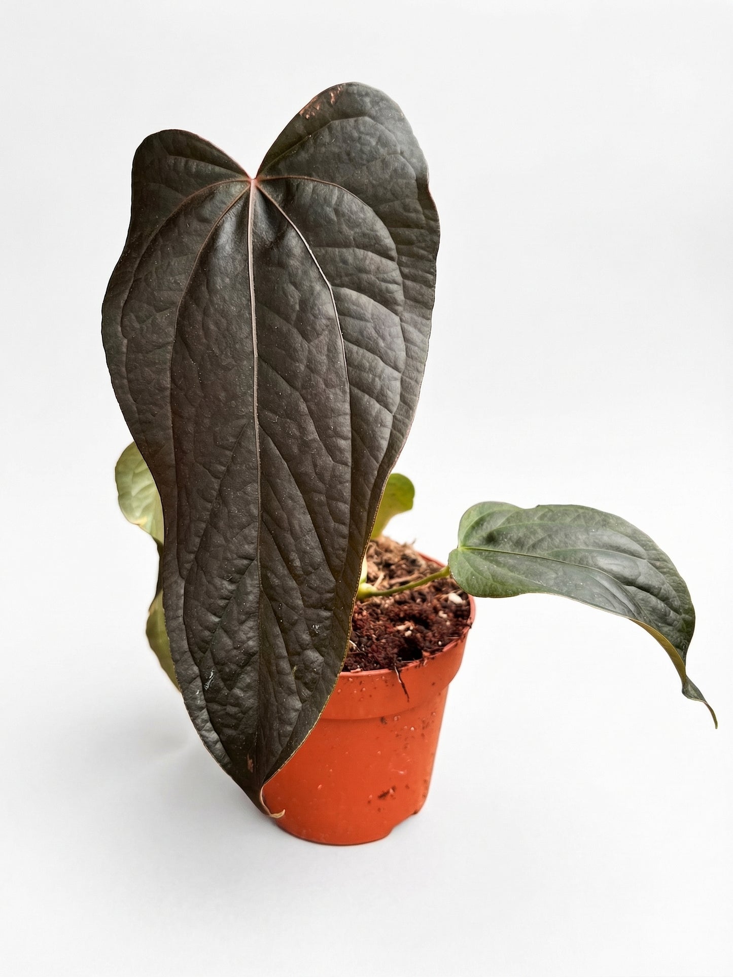 אנטוריום קווין אוף הארטס | בינוני-2-nan.png.png