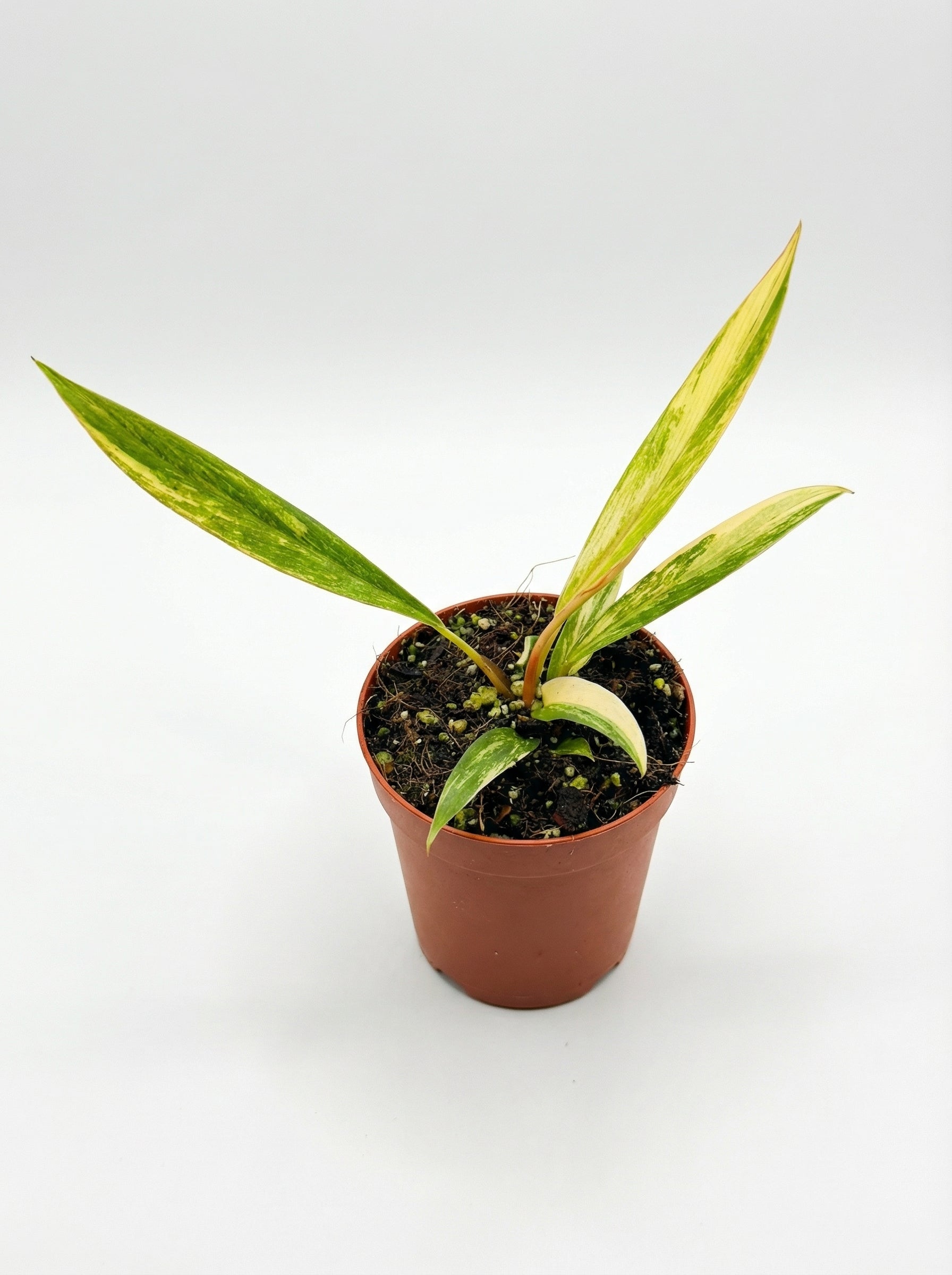 פילודנדרון כרמל מרבל | בייבי מבצע-2-nan.png.png