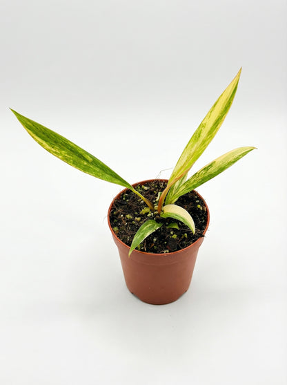 פילודנדרון כרמל מרבל | בייבי מבצע-2-nan.png.png