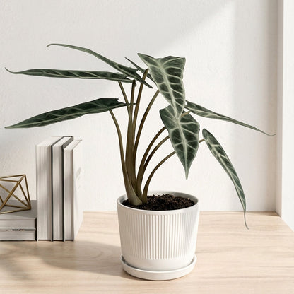 אלוקסיה במבינו