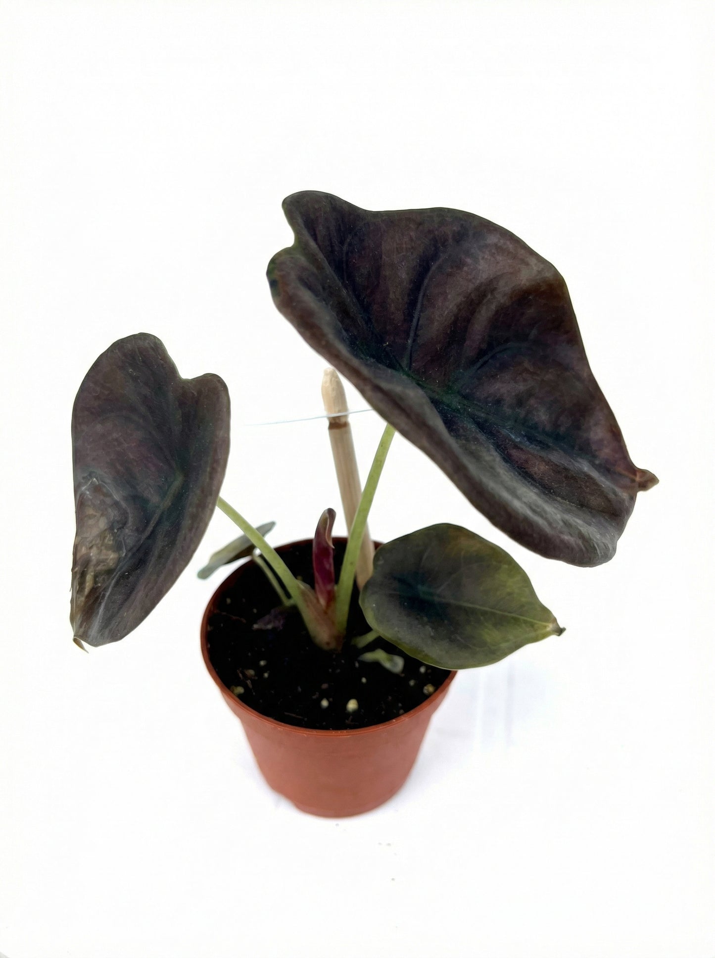 אלוקסיה רד סיקרט | בייבי-2-nan.png.png