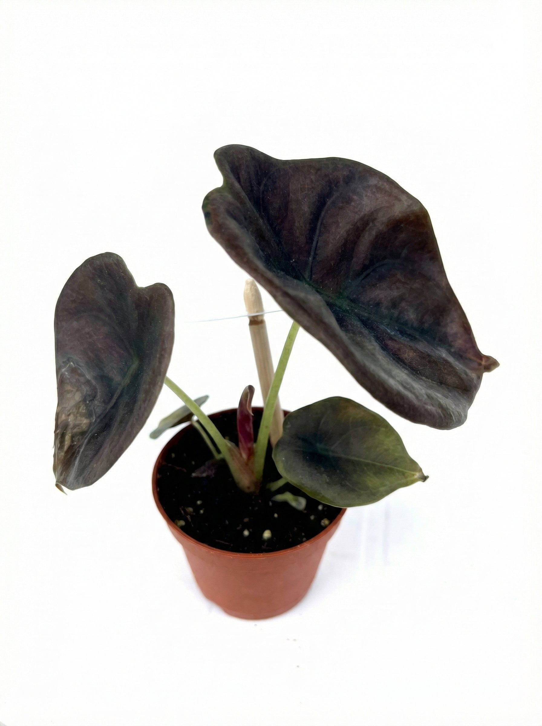 אלוקסיה רד סיקרט | בייבי-2-nan.png.png