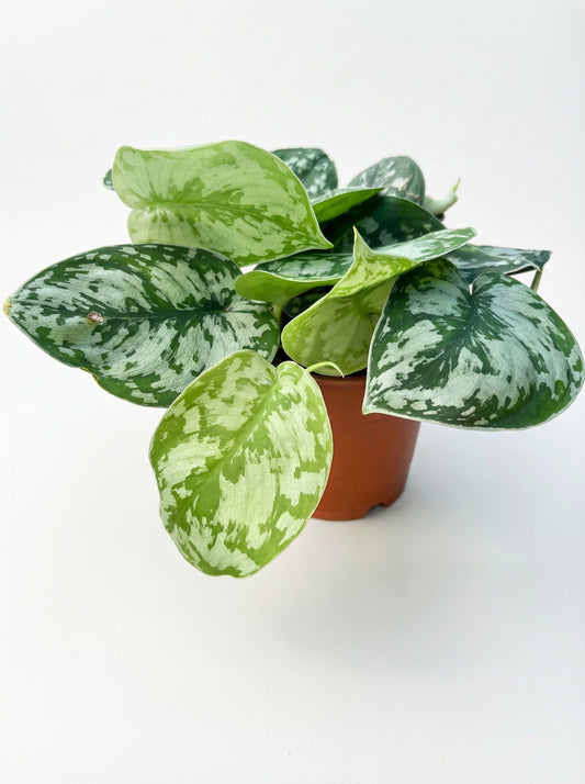 סקנדס | בינוני-1-nan.png.png