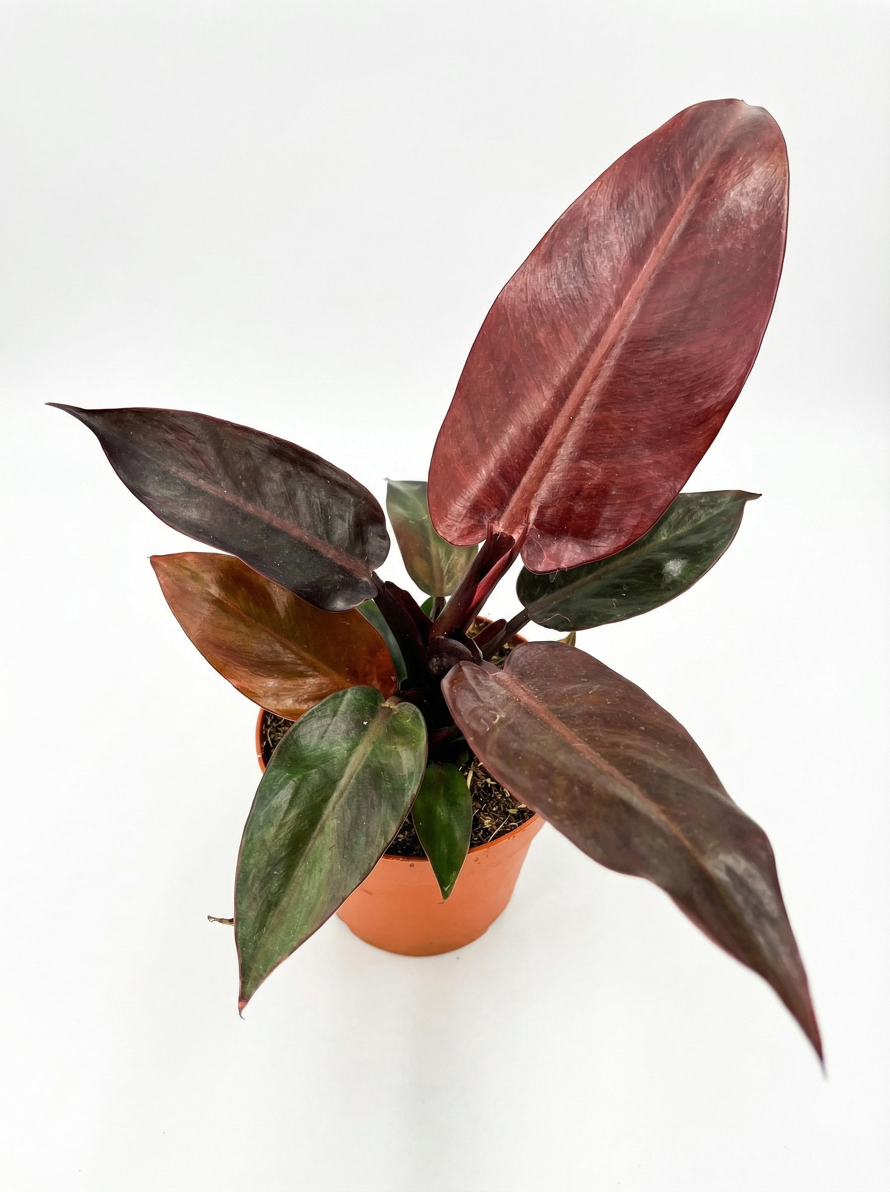 פילודנדרון מקולי | בינוני-2-nan.png.png