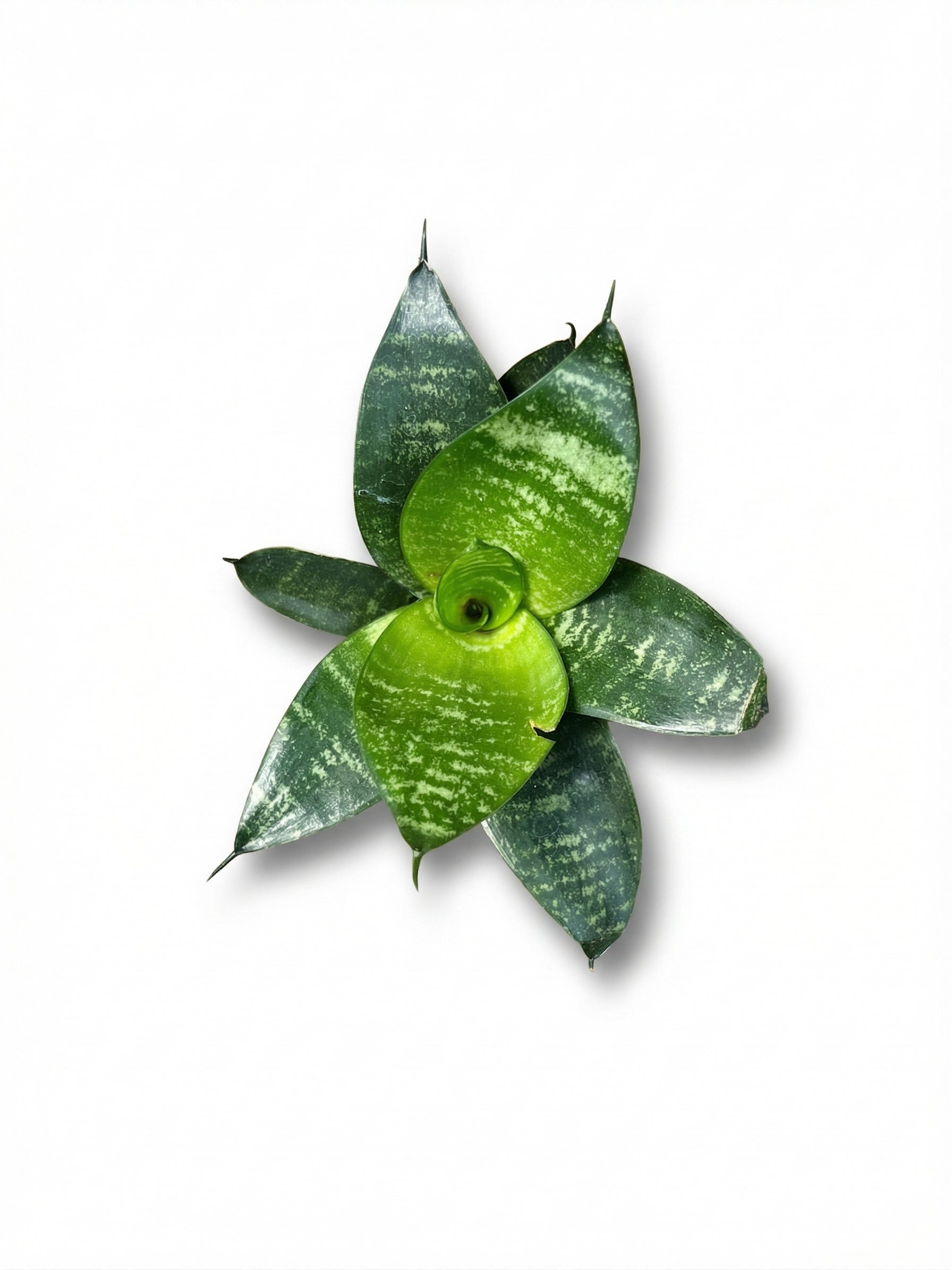 סנסויריה האני | בייבי-2-nan.png.png