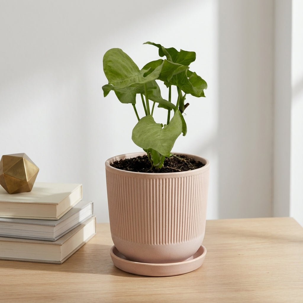 סינגוניום מילק קונפטי