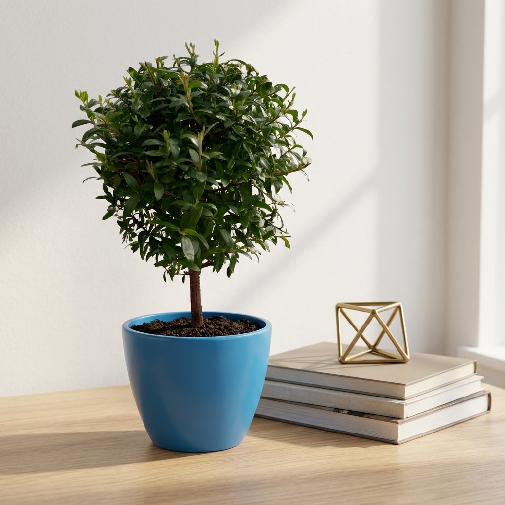 הדס עציץ קוטר 12