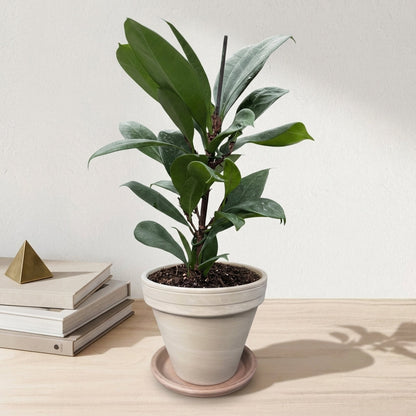 פיקוס בנגלי קוטר 12